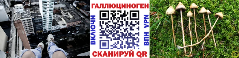 Галлюциногенные грибы Cubensis shop телеграм Новый Уренгой